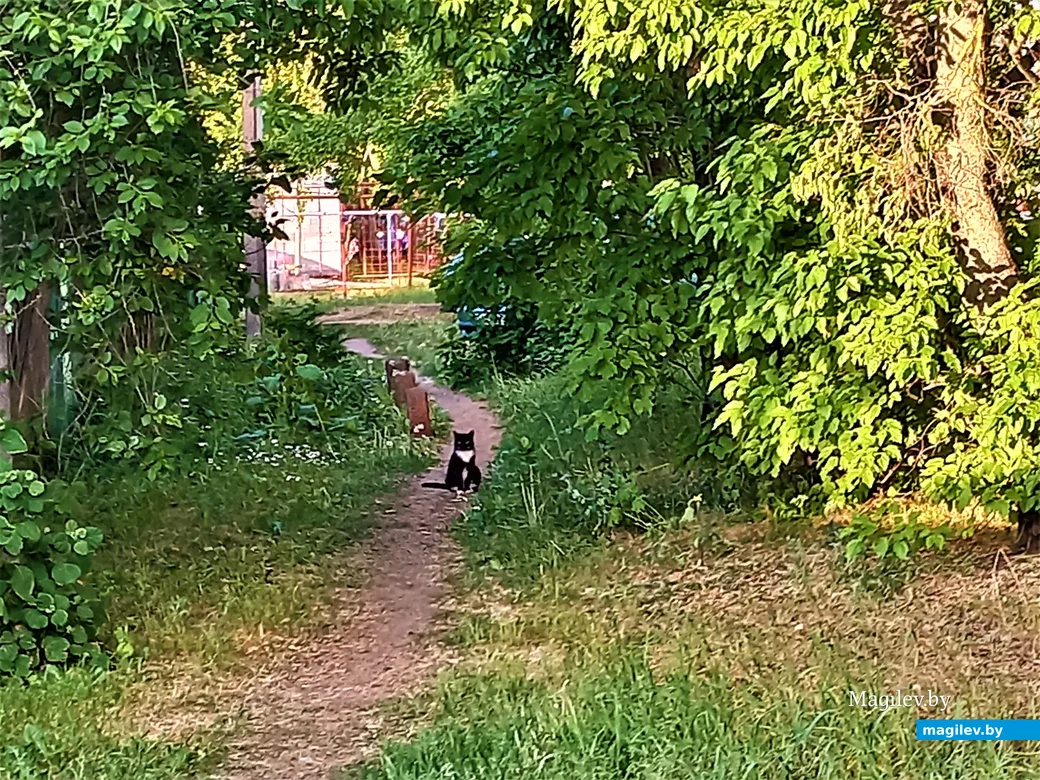 «Заднепровье-4». Могилев, 05.06.2023 г.