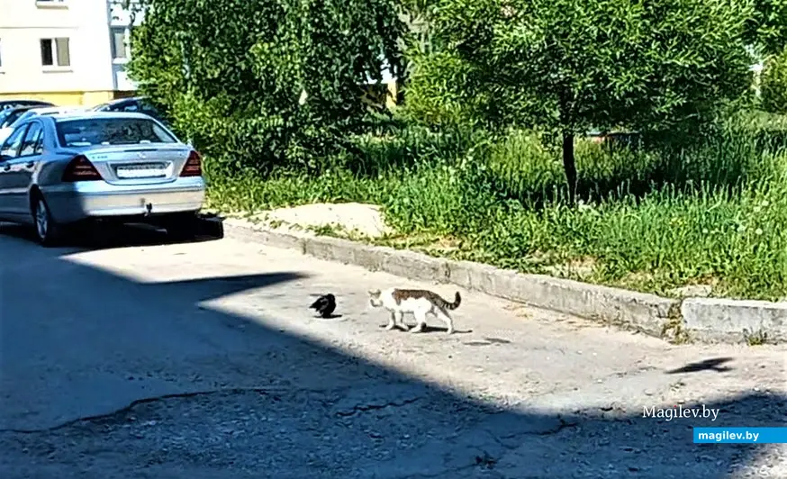 Даже хорошо известный своим крутым нравом наш дворовый бесфамильный кот не тронул необычного пернатого гостя. Могилев, Казимировка, июнь, 2023 г.