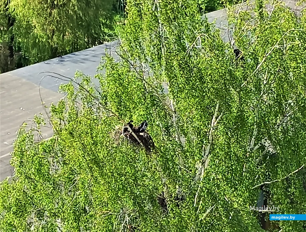 В этом году вороны чувствуют себя особенно комфортно. Могилев, Казимировка, май, 2023 год.