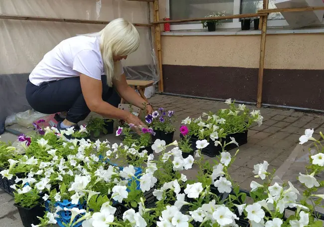 Что почем? Узнали, на каком рынке Могилева выгоднее покупать живые цветы для балкона