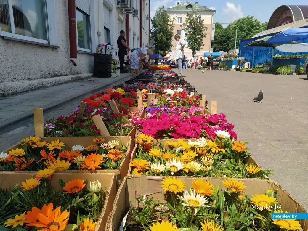 Привокзальный рынок Могилева. 9 июня 2023 года.