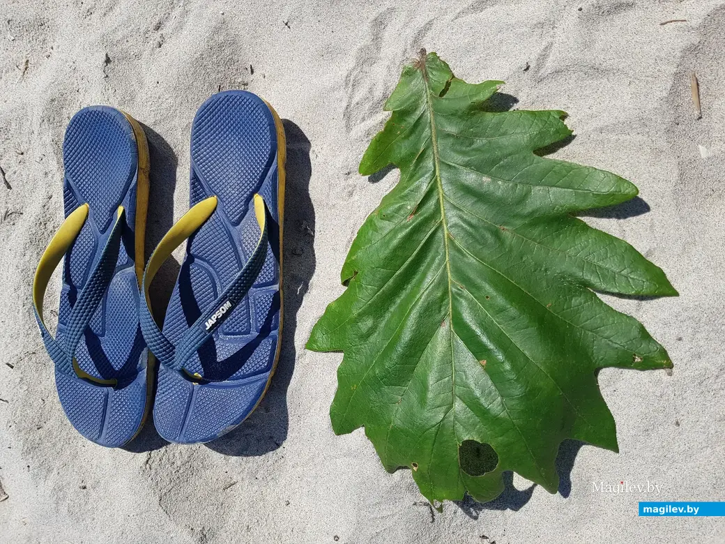 Лист дуба в Приморском крае.