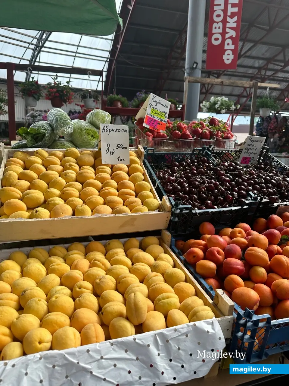 А вот и хваленая клубника по 17 рублей за килограмм. Бобруйск, рынок «Центральный», 10.06.2023 г.