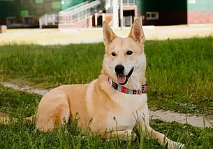 Кот Валера, добрая Оди и котята в дар: подборка бесплатных объявлений о тех, кому нужен дом