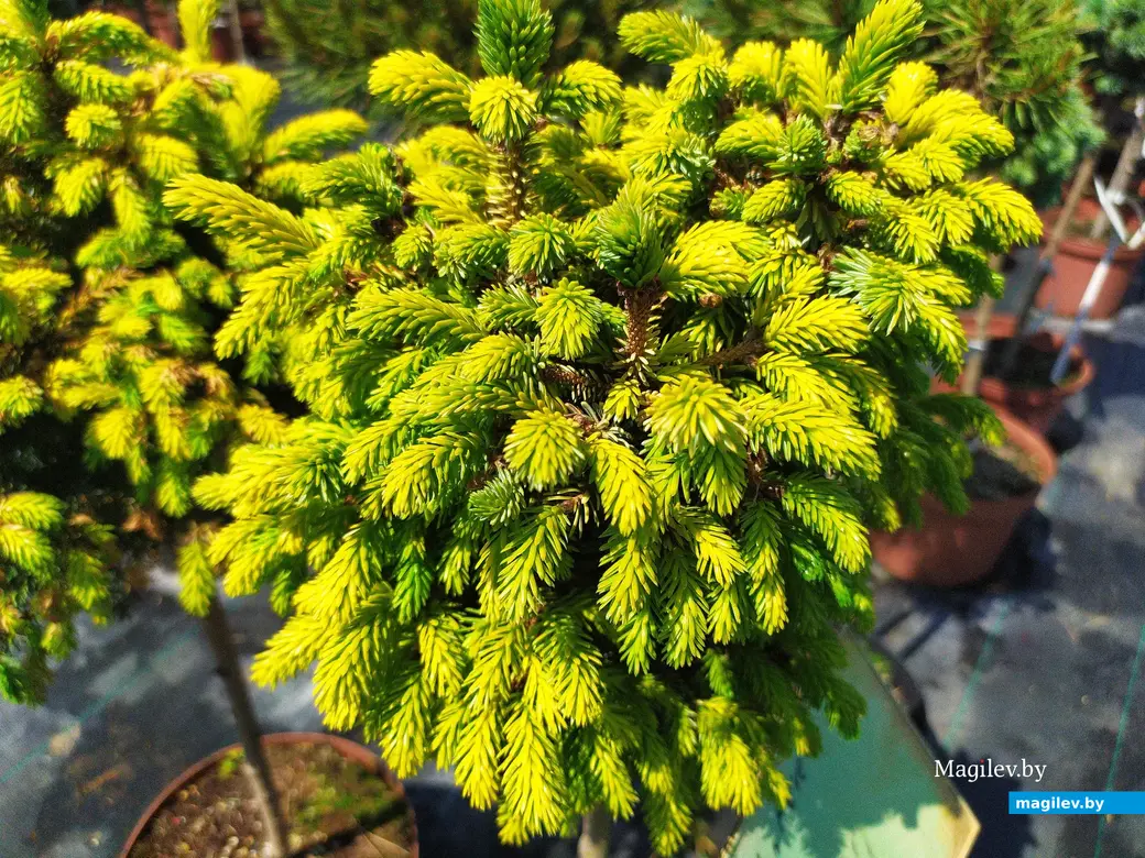 Питомник растений «Маленькі рай». Могилёвский район, Кадинский сельсовет. Июнь, 2023.