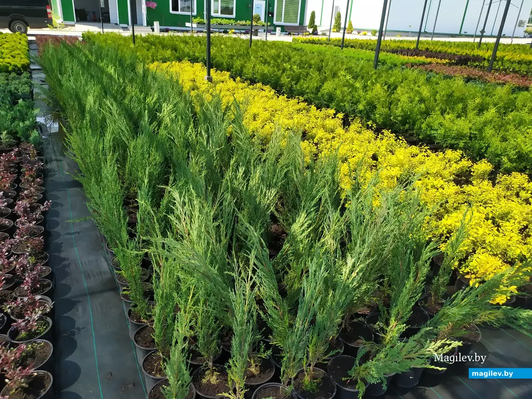 Питомник растений «Маленькі рай». Могилёвский район, Кадинский сельсовет. Июнь, 2023.