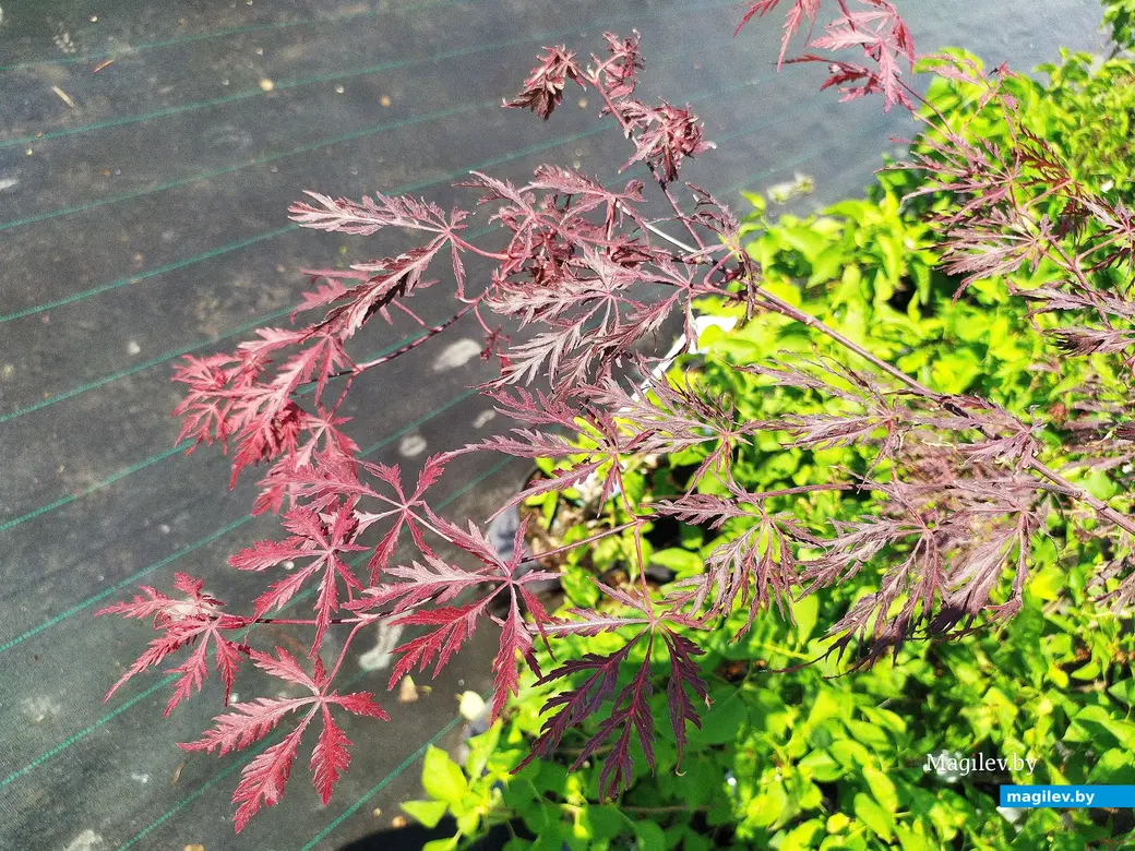 Питомник растений «Маленькі рай». Могилёвский район, Кадинский сельсовет. Июнь, 2023.