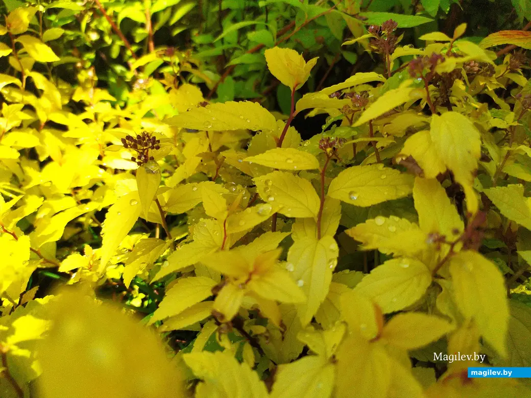 Питомник растений «Маленькі рай». Могилёвский район, Кадинский сельсовет. Июнь, 2023.