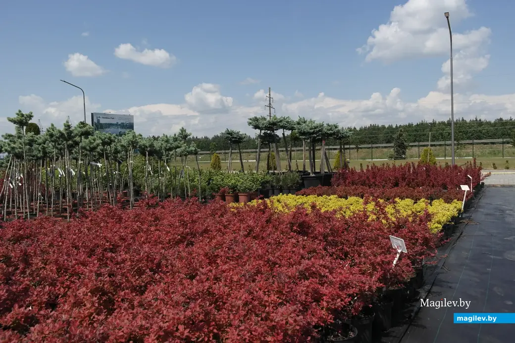 Питомник растений «Маленькі рай». Могилёвский район, Кадинский сельсовет. Июнь, 2023.