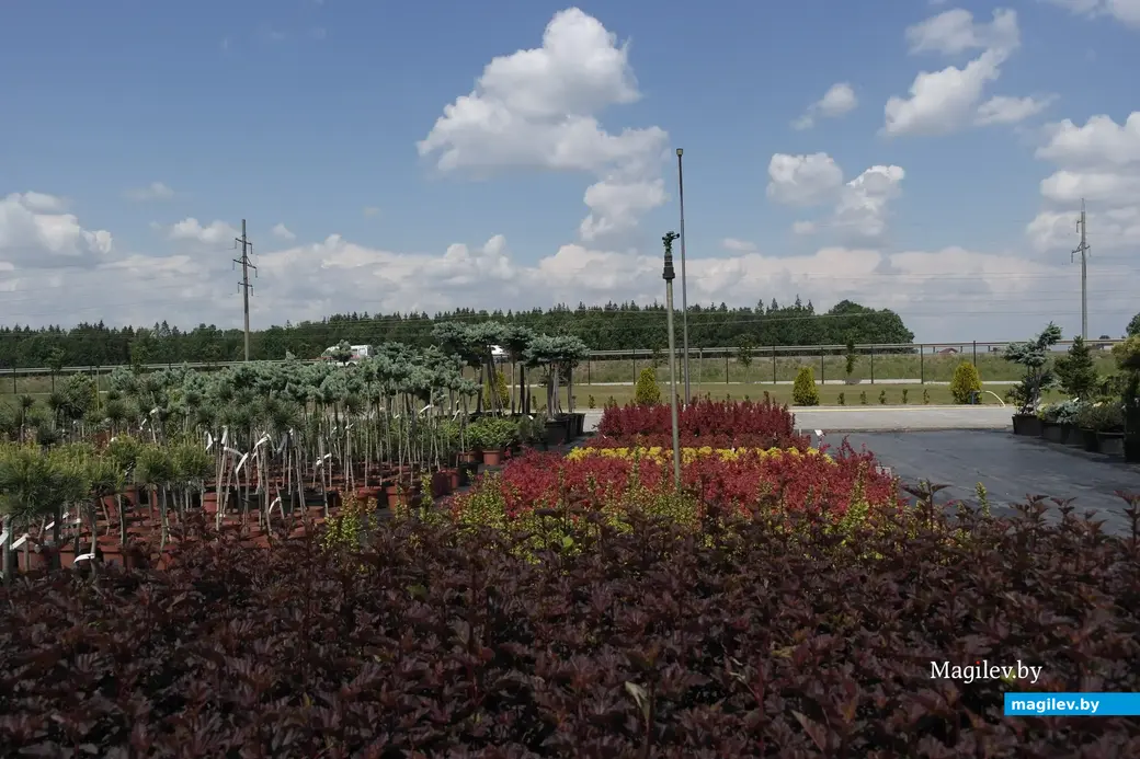 Питомник растений «Маленькі рай». Могилёвский район, Кадинский сельсовет. Июнь, 2023.