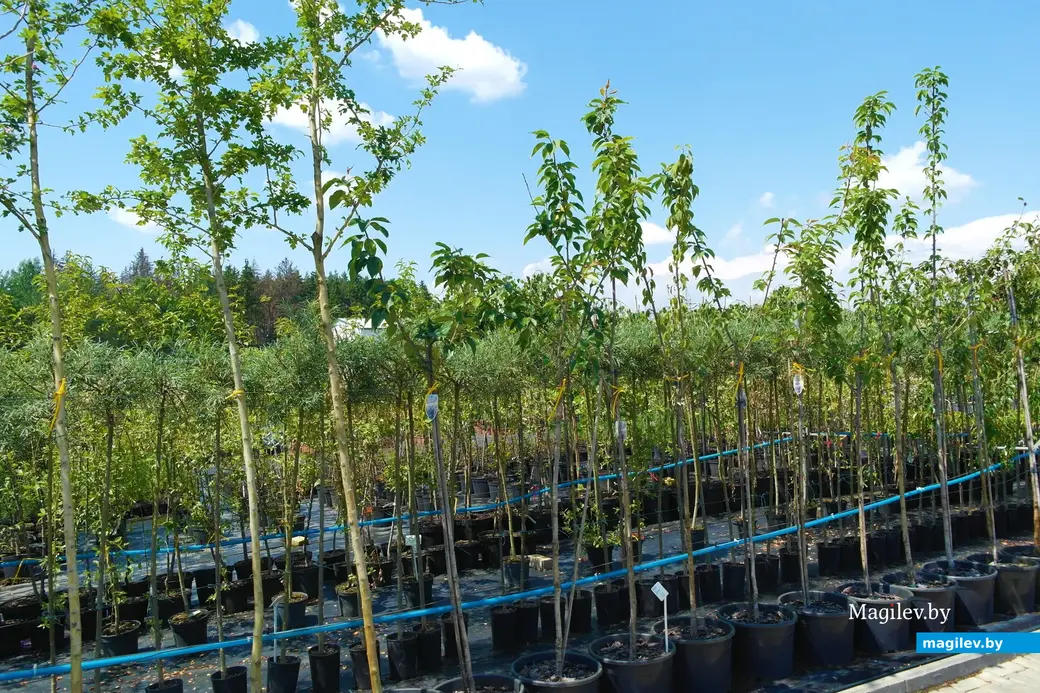 Питомник растений «Маленькі рай». Могилёвский район, Кадинский сельсовет. Июнь, 2023.