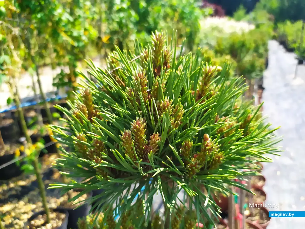 Питомник растений «Маленькі рай». Могилёвский район, Кадинский сельсовет. Июнь, 2023.