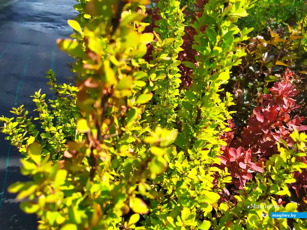 Питомник растений «Маленькі рай». Могилёвский район, Кадинский сельсовет. Июнь, 2023.