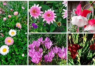 Маргаритки, фуксии и безвременник: бесплатные объявления на KRAMA.magilev