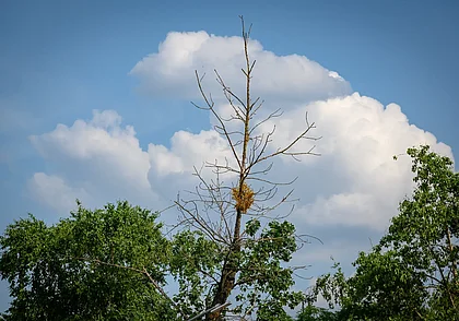 Грозы и местами усиление ветра ожидается 24 июля в Беларуси