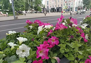 Кратковременные дожди и грозы: прогноз погоды в Могилеве на 8-10 июня