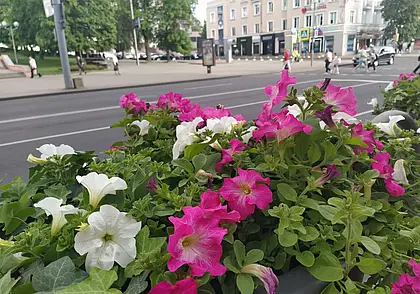 Кратковременные дожди и грозы: прогноз погоды в Могилеве на 8-10 июня