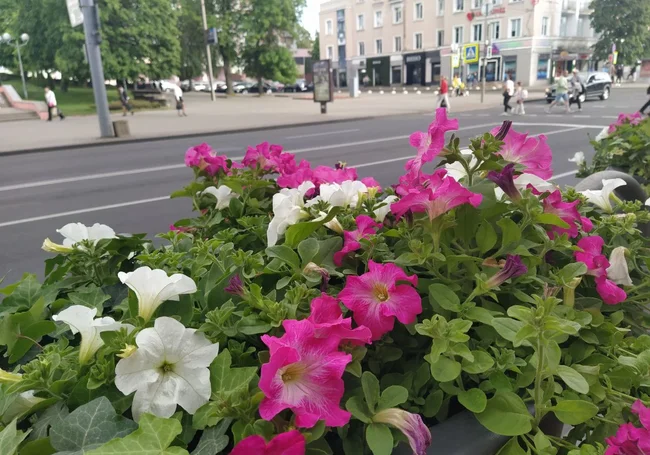 Кратковременные дожди и грозы: прогноз погоды в Могилеве на 8-10 июня