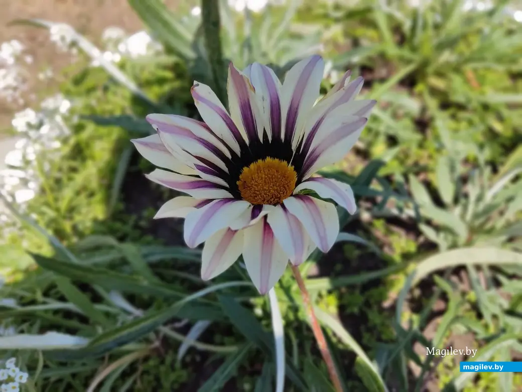 Барколабовский Свято-Вознесенский женский монастырь. Быховский район, 11.06.2023 г.