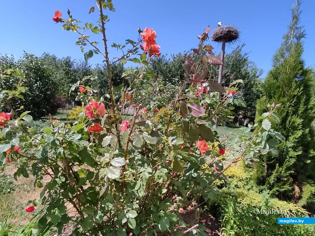 Барколабовский Свято-Вознесенский женский монастырь. Быховский район, 11.06.2023 г.