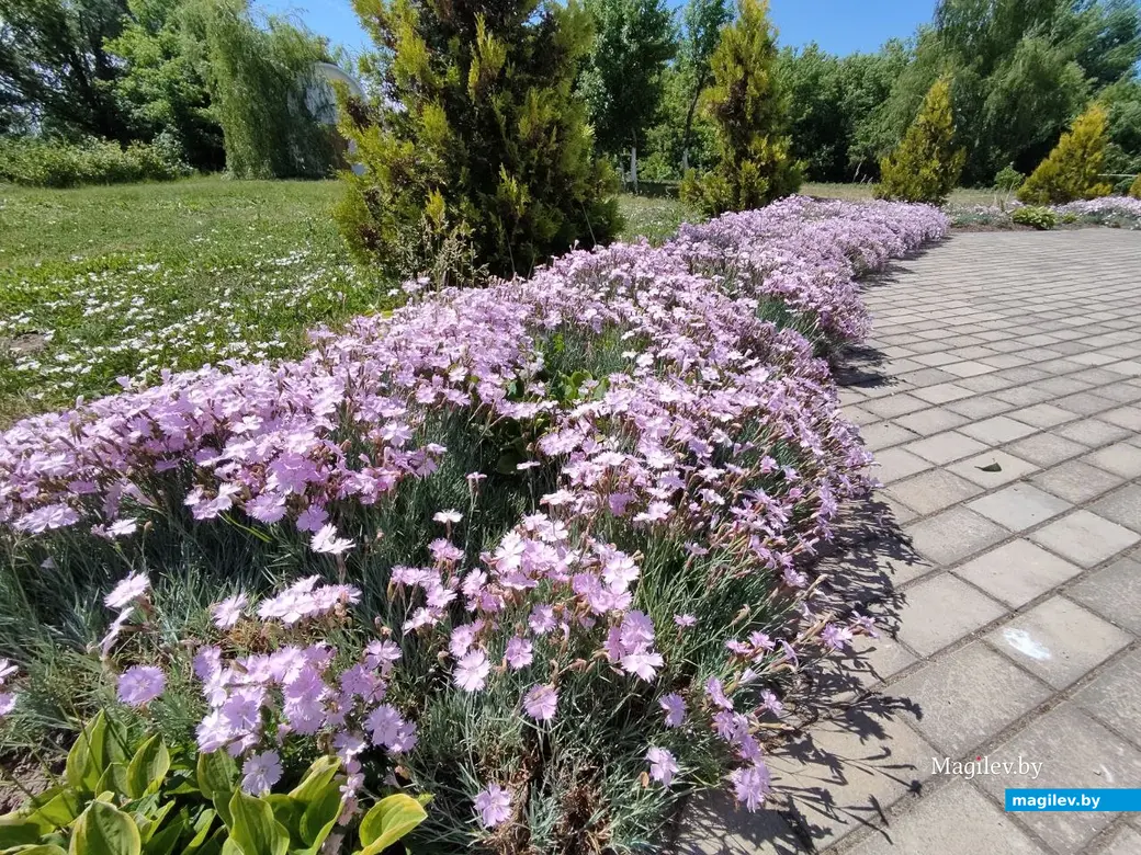 Барколабовский Свято-Вознесенский женский монастырь. Быховский район, 11.06.2023 г.
