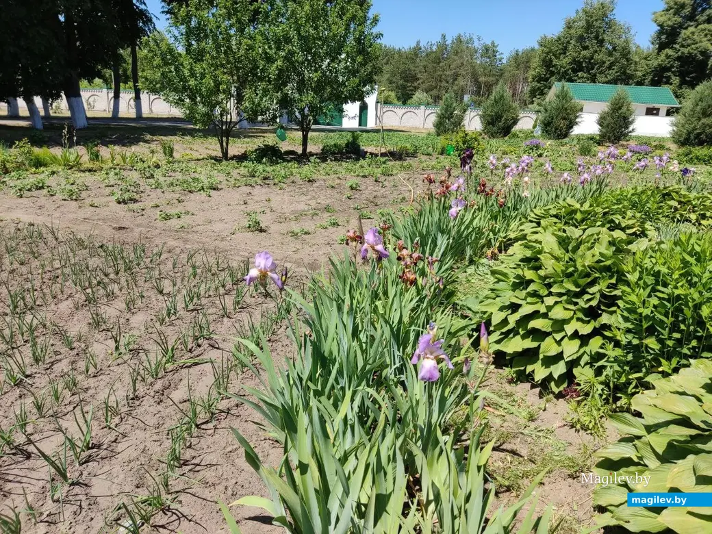 Барколабовский Свято-Вознесенский женский монастырь. Быховский район, 11.06.2023 г.