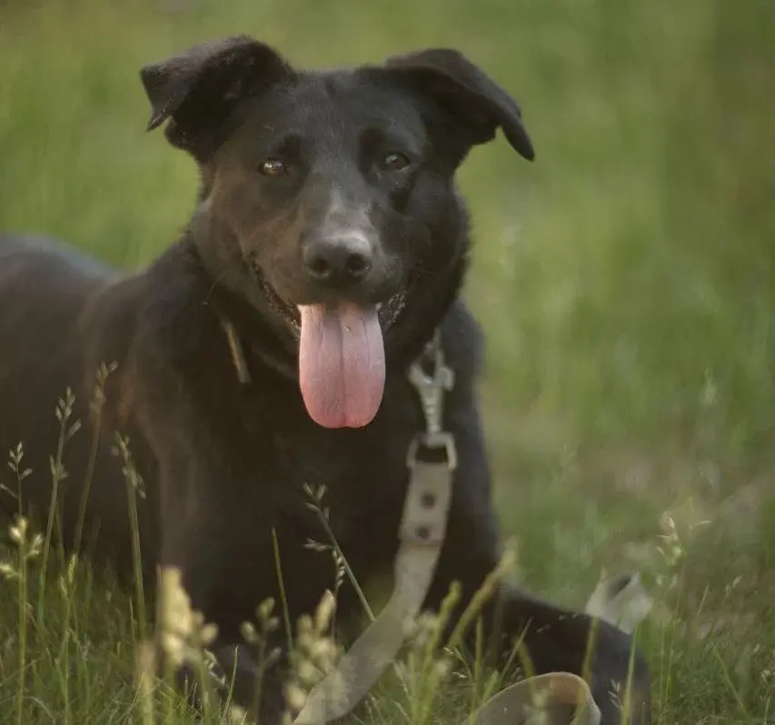 Собака без имени.