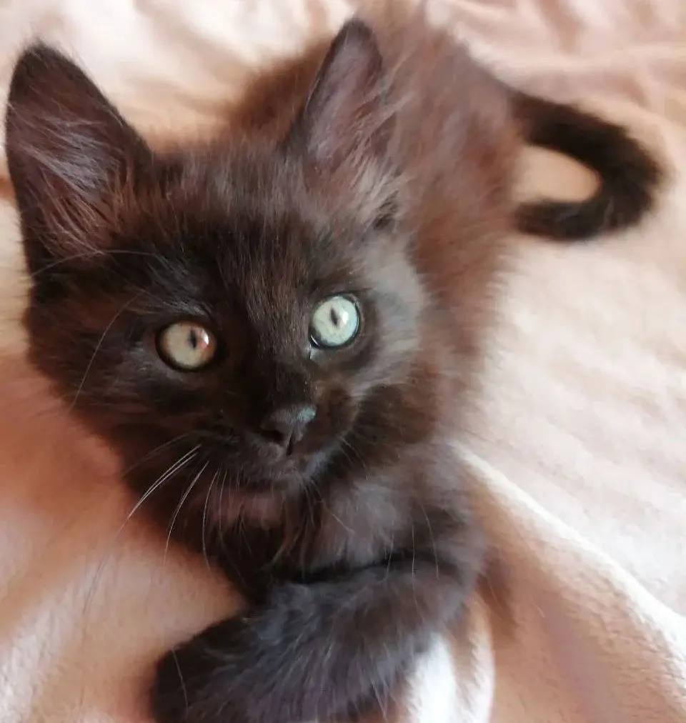 Маленькая кошечка.