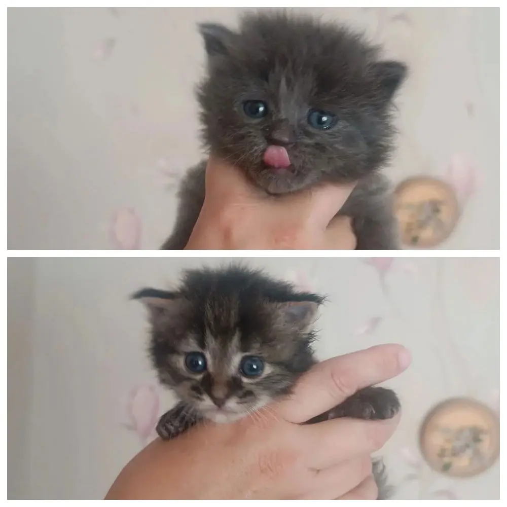 Два котенка.