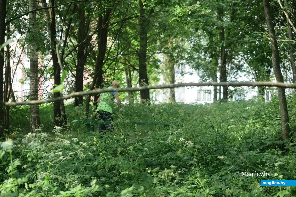 Июнь 2023 г. Могилев, 30 лет Победы. Какова судьба «Березовой рощи»?