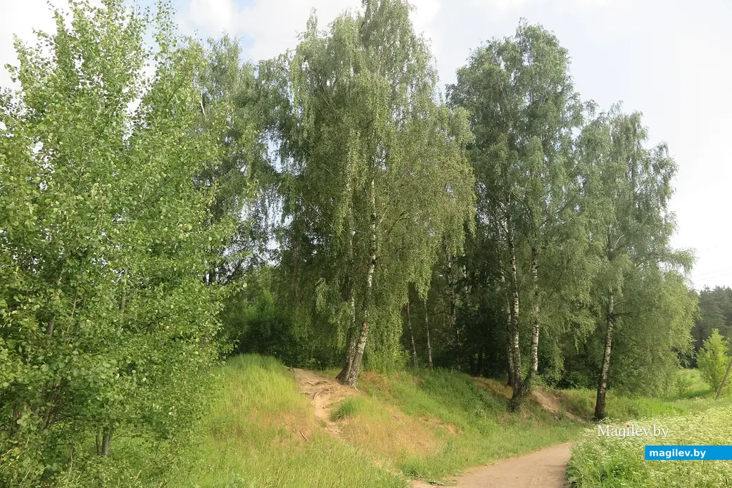 Июнь 2023 г. Могилев, 30 лет Победы. Какова судьба «Березовой рощи»?