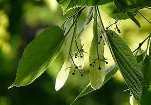 Как правильно собирать и сушить липу: только так получится заварить вкусный чай