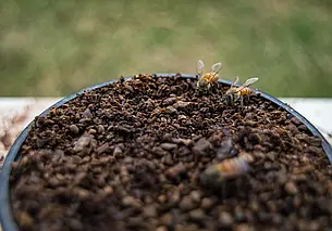 Какие растения можно удобрять кофейной гущей: неопытным дачникам и невдомек