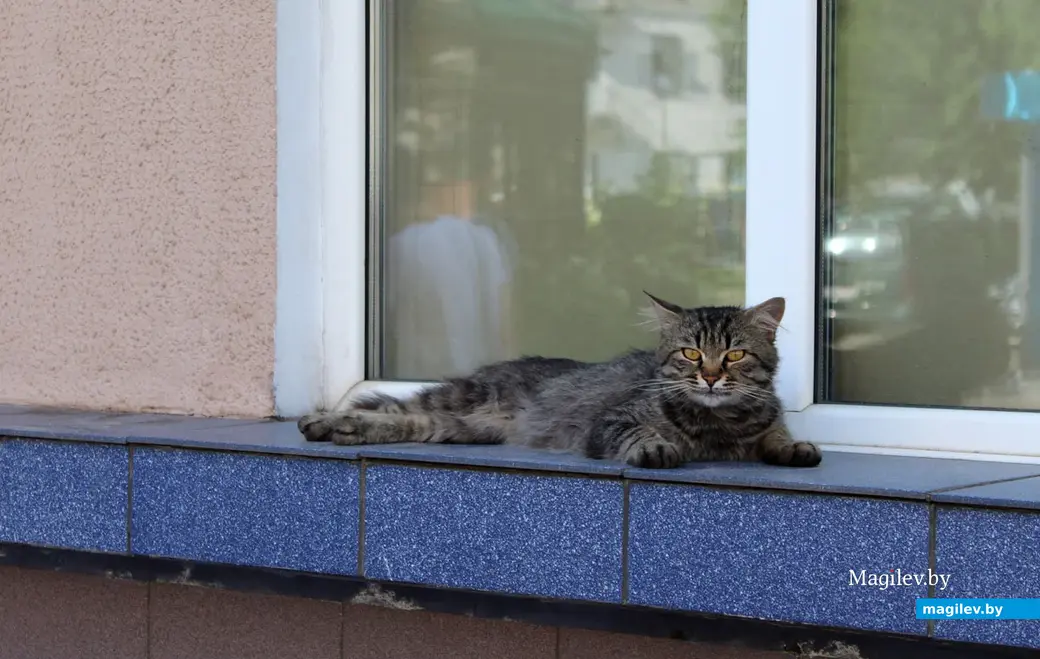 Могилев. Июнь. Жара. Фотопрогулка по городу. 21 июня 2023 года.