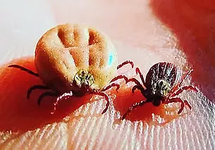 Два случая клещевого энцефалита зарегистрировано в Беларуси