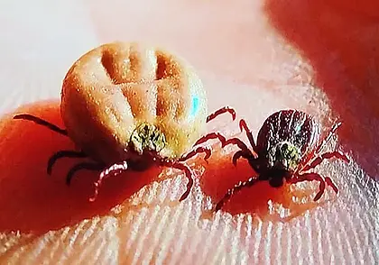 Два случая клещевого энцефалита зарегистрировано в Беларуси