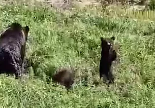Под Новогрудком медведица и трое медвежат вышли к людям. Видеофакт