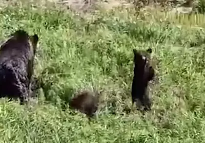 Под Новогрудком медведица и трое медвежат вышли к людям. Видеофакт
