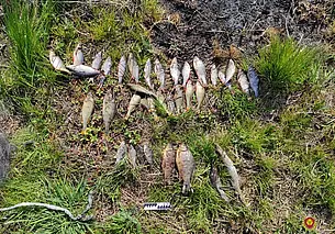 Ловил рыбу сетями: судебные эксперты помогли доказать причастность мужчины к браконьерству