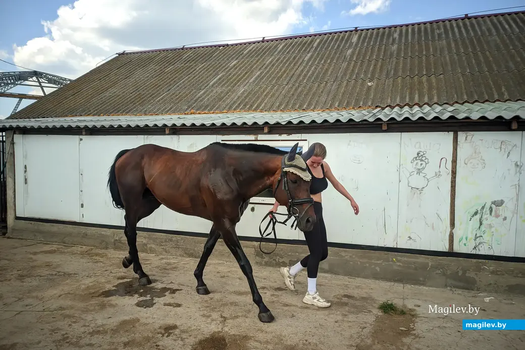 Частная конюшня семейства Ратош в д.Городня Могилевского района.