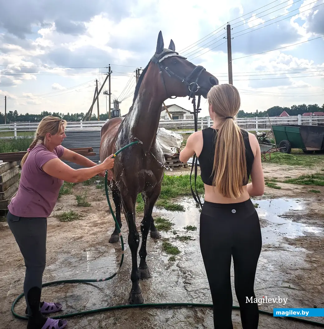 Сколько стоит содержание спортивных лошадей и покататься верхом, узнали у  могилевчан, организовавших частную конюшню | magilev.by