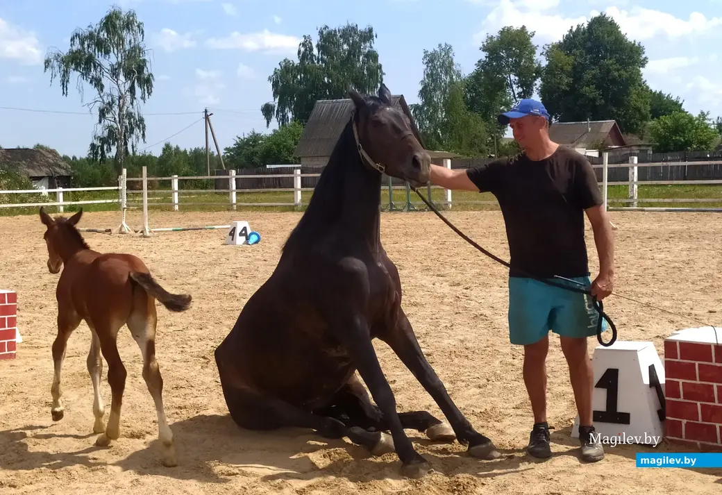 Частная конюшня в д.Городня Могилевского района. Петр Ратош дрессирует лошадь.