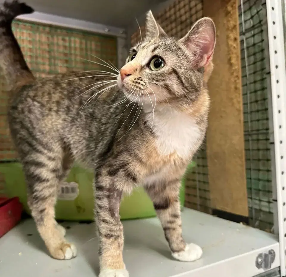 Кошечка Ванда.