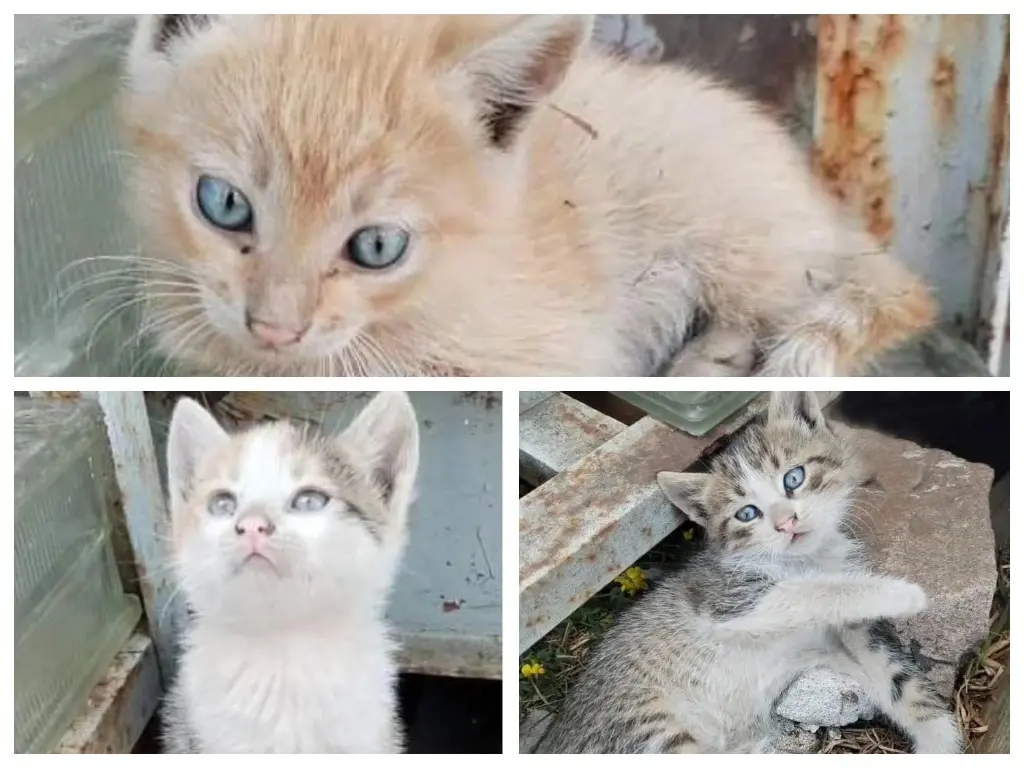 Три котенка.