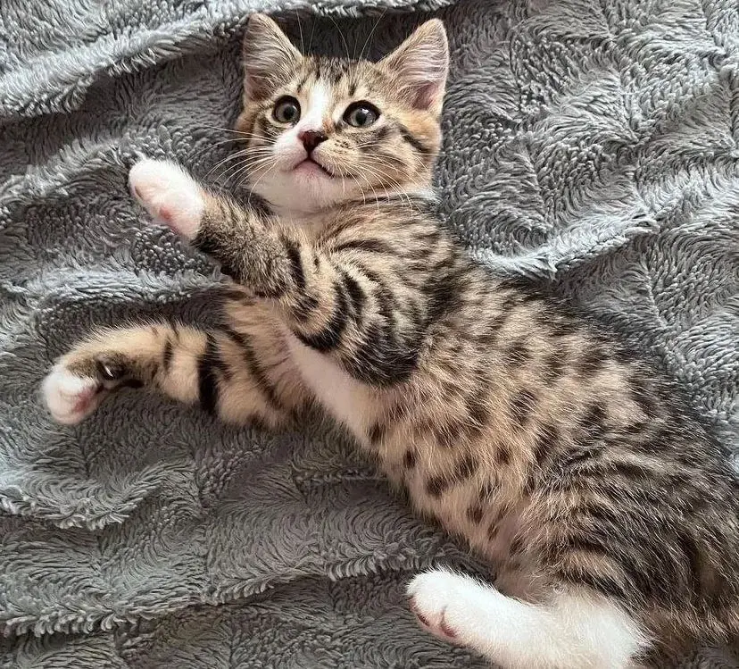 Котенок-мальчик.