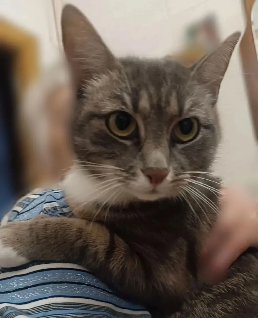 Кошечка Катя.