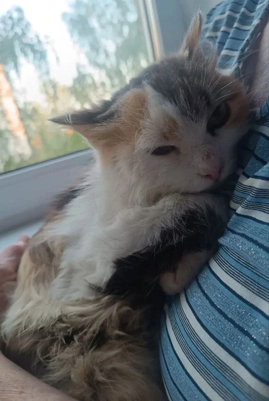 Кошечка Катюша.