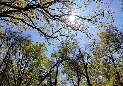 С 30 июня на Могилевщине можно отправляться в лес: все запреты и ограничения сняты