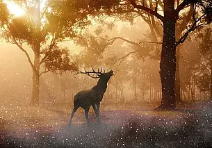 Серия суперлуний стартует 3 июля, и каждое имеет свое название. Почему?