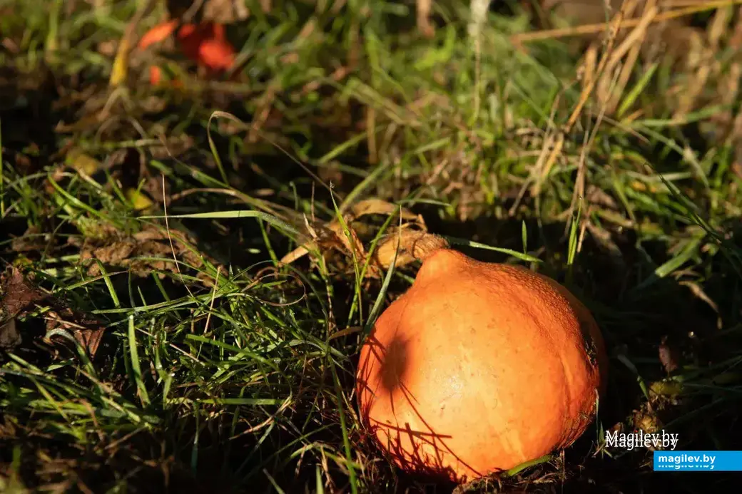 У наших героев в хозяйстве 20 соток, фото носит иллюстративный характер.